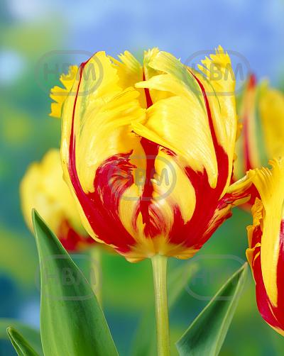 Parrot Texas Flame