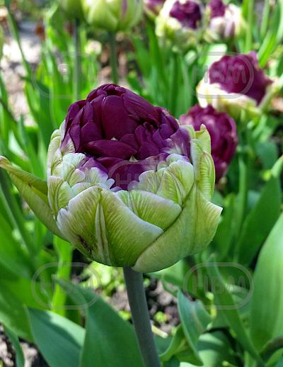 Double Late Purple Peony