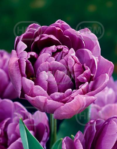 Double Late Lilac Perfection