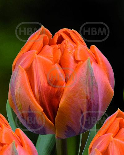 Double Late Orange Princess