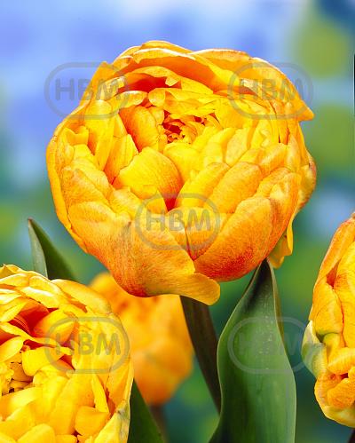 Double Late Double Beauty Of Apeldoorn