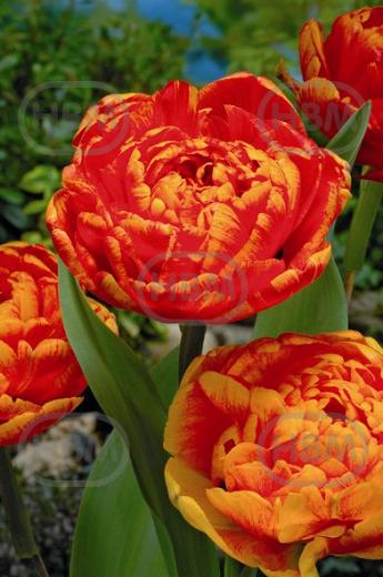 Double Late Sunlover