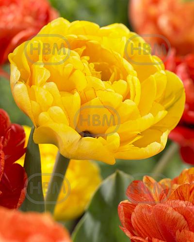 Double Late Yellow Pomponette