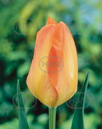 Fosteriana Purissima Orange