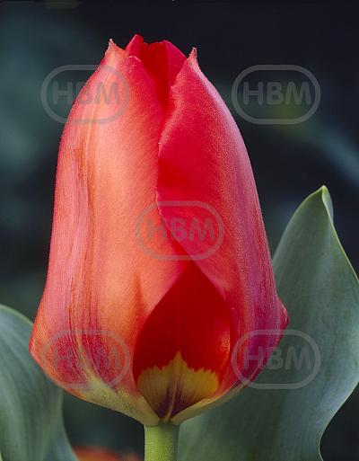 Fosteriana Purissima King