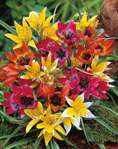 Specie Botanical Mix