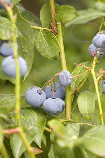 Corymbosum Bluecrop