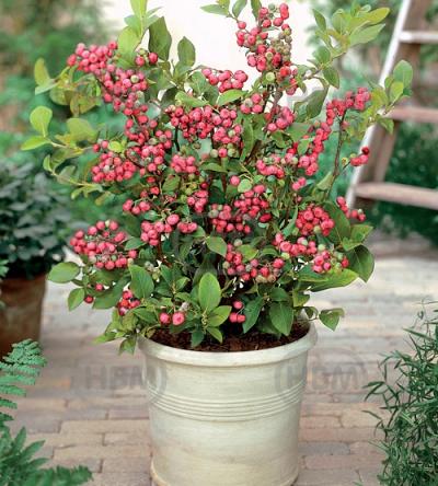 Corymbosum Pink Lemonade