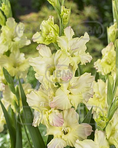 Small Flowering Alicia