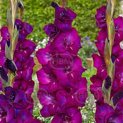 Large flowering Next level
