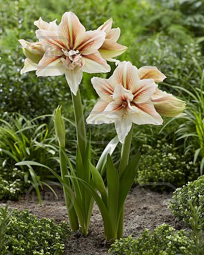 Diamond Inca star