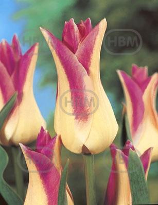 Lily Flowering Elegant lady