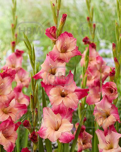 Large flowering Apricot Bubble Gum