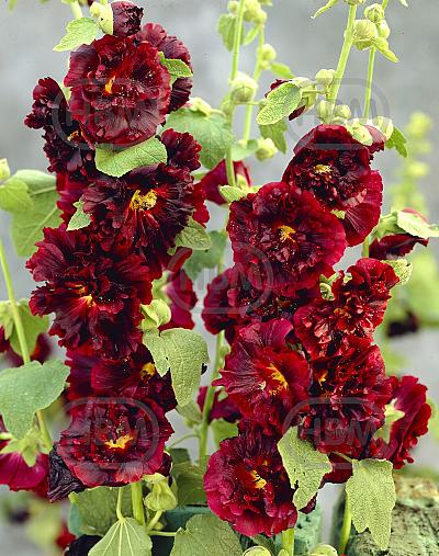 Double Dark Red