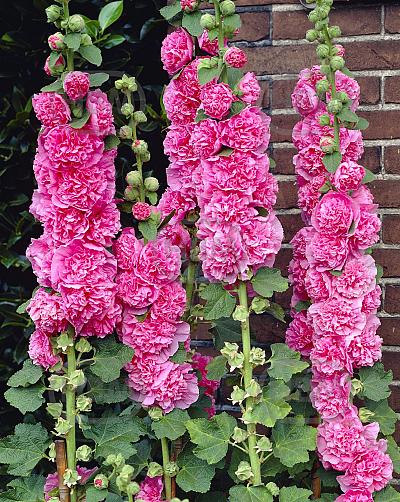 Double Pink
