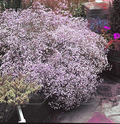 Paniculata Pink