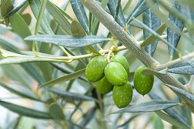 Europaea olive