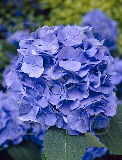 Macrophylla Blue