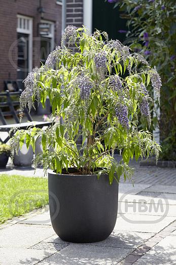 Davidii Wisteria Lane