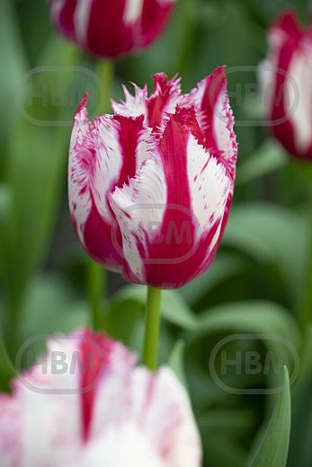 Fringed Happy Clown