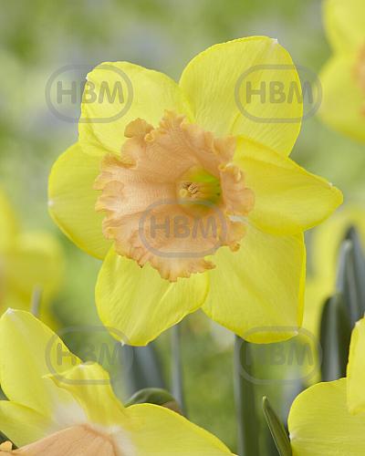 Large flowering Color Run