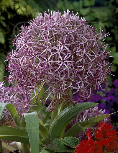Large flowering Cristophii