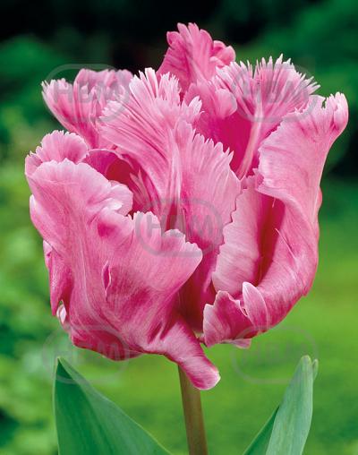 Parrot Webers Parrot Pink