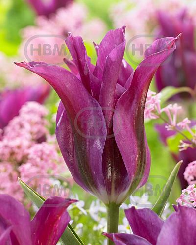Lily Flowering Purple Doll