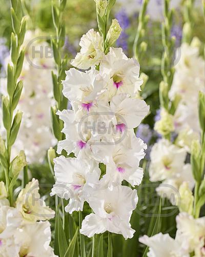 Large flowering Norma Jean