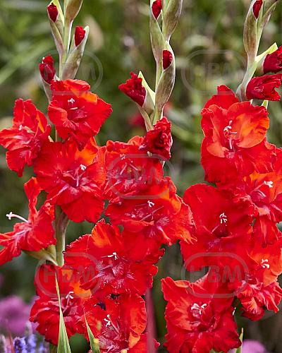 Large flowering Tango Passion