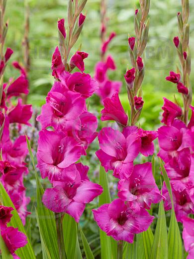 Large flowering Fuchsia Temptation