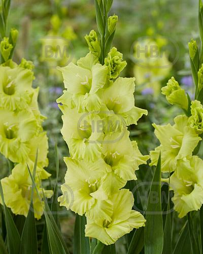 Large flowering Kio