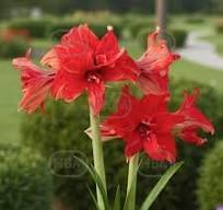 Double Red Pride