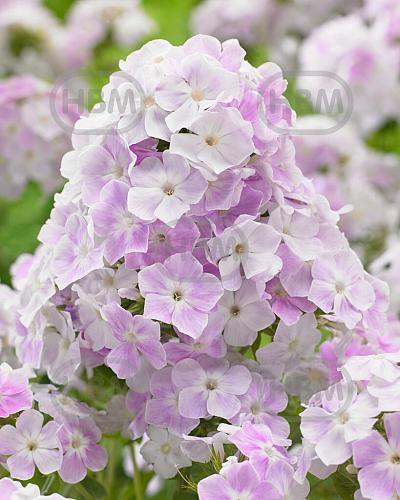 Paniculata  Cool Water