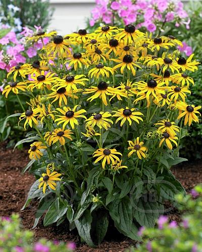 fulgida  Little Goldstar