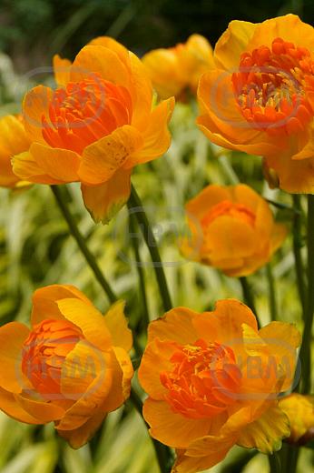 Orange Crest