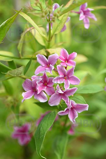 Stephanense Summer Scent