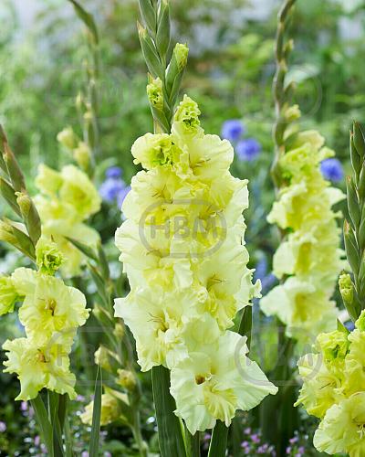 Large flowering Happy Touch