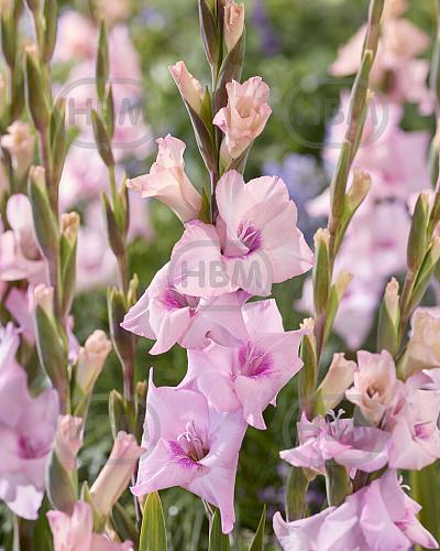 Large flowering Bruiser