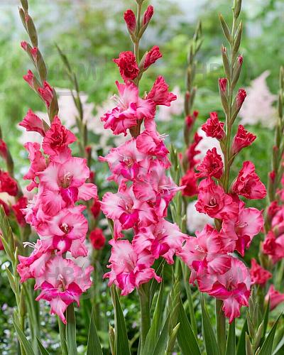 Small Flowering Kelly