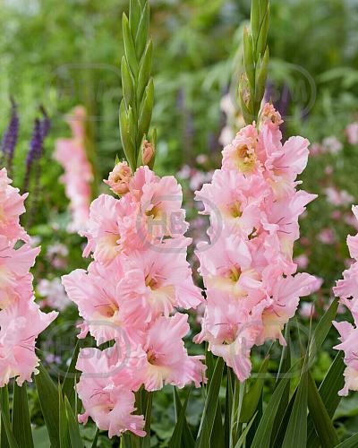 Large flowering Pink Lightning