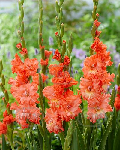 Large flowering Riks Frizzle