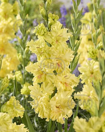 Large flowering Burning Sunrays