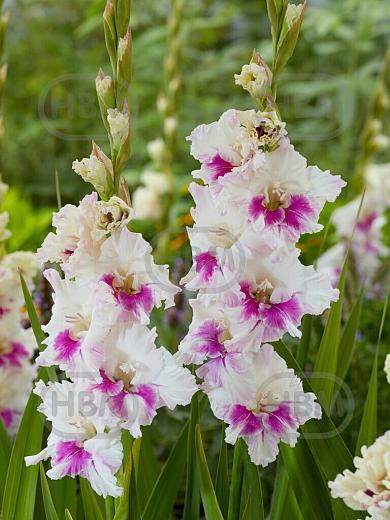 Large flowering Violet Heart