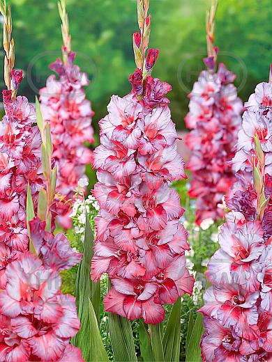 Large flowering Teds Trump