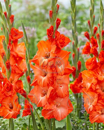 Large flowering Stormy