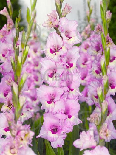 Large flowering Zamora
