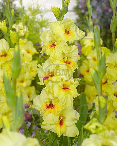 Large flowering Maxial