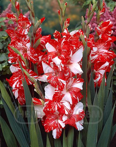 Large flowering Zizanie