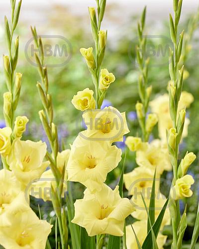 Large flowering Bananarama
